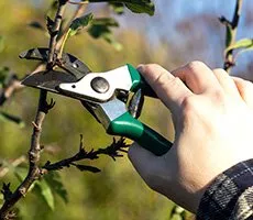 Pruning services